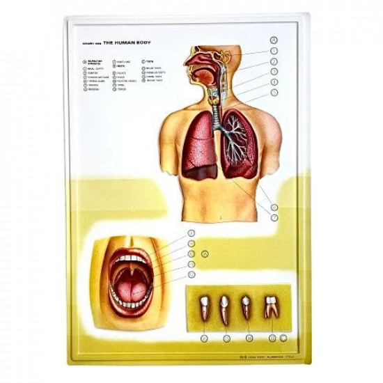لوح مقوى تعليمي ثلاثي الابعاد الجهاز التنفسي
