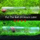 أداة الزجاجية لصيد الكائنات الدقيقة المزعجة داخل حوض الأسماك - Planarian Glass 