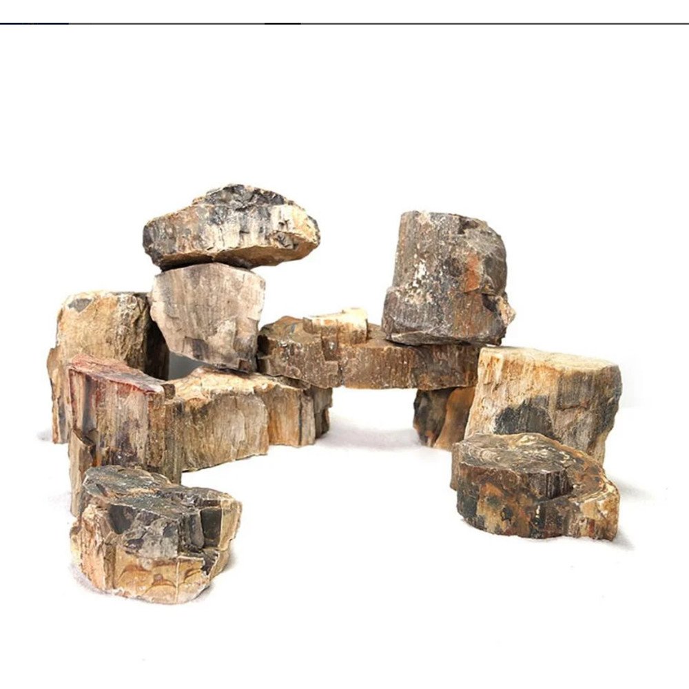صخور الخشب المتحجر النادرة - Wood Fossil