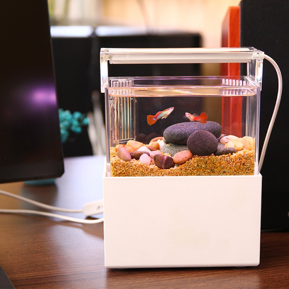 حوض كامل صغير مميز مع فلتر وإضاءة USB من شركة - QANVEE aquarium