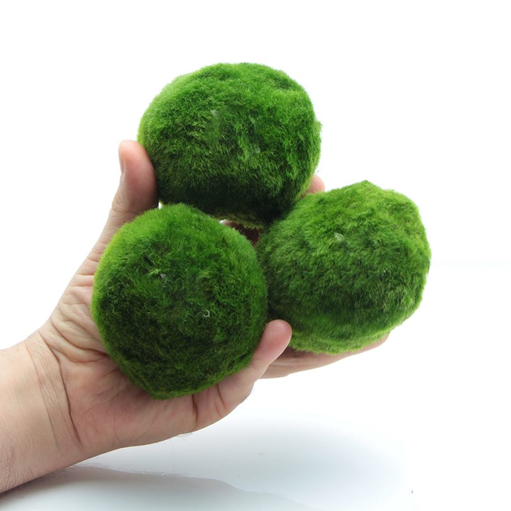 نبات ماريمو موس حجم 4-5 سم - Marimo Moss Balls