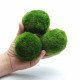 نبات ماريمو موس حجم 4-3 سم - Marimo Moss Balls