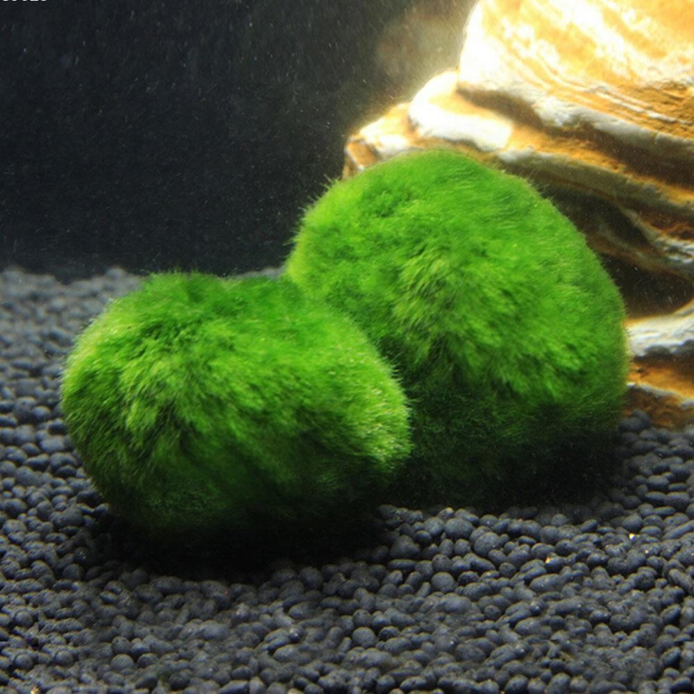 نبات ماريمو موس حجم 4-3 سم - Marimo Moss Balls