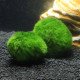 نبات ماريمو موس حجم 4-3 سم - Marimo Moss Balls