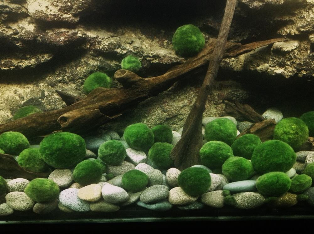 نبات ماريمو موس حجم 4-5 سم - Marimo Moss Balls