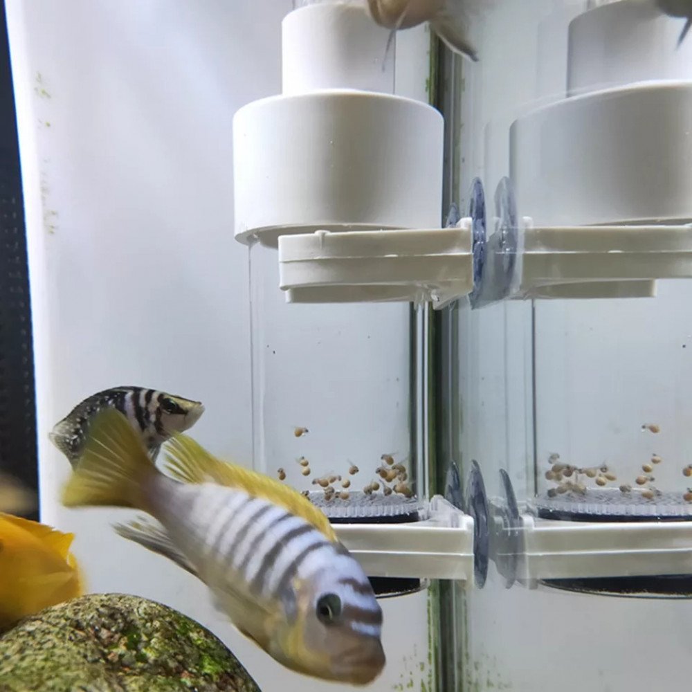أداة تفريخ بيض الأسماك حجم وسط وكبير - Brine fish incubator