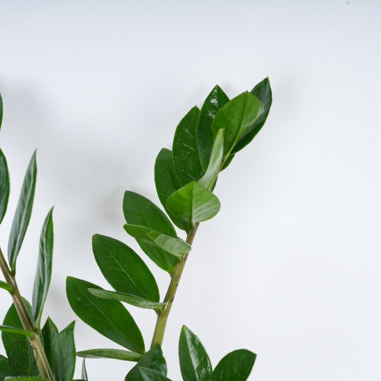 نبتة الزاميا - جوهرة خضراء 