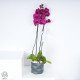 نبتة الفلانوبسيس البنفسجية - هدية من الجنة